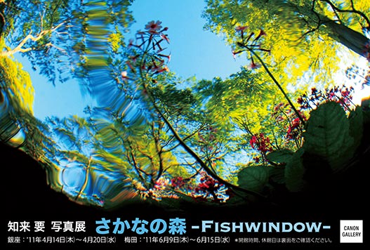 ポストカード：知来 要：「さかなの森」 Fishwindow