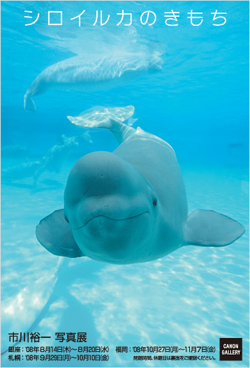 ポストカード：市川 裕一 写真展：シロイルカのきもち