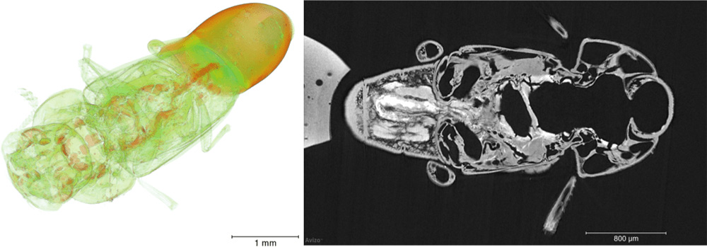 ChromaXRM のマルチスペクトル・コントラスト・X線管球で、昆虫のイメージングに、優れたコントラストを実現出来ます。