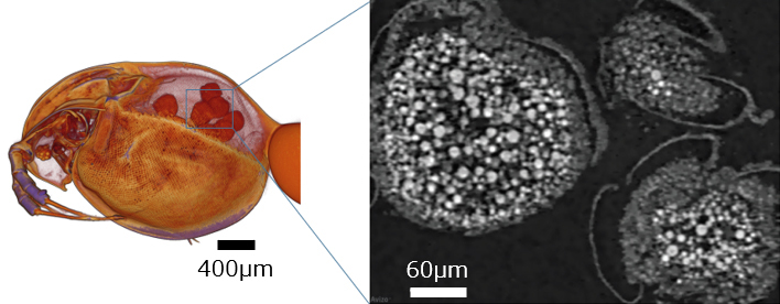 ChromaXRMの空間分解能500mmサンプル：ミジンコ標本の卵袋内にある卵の画像