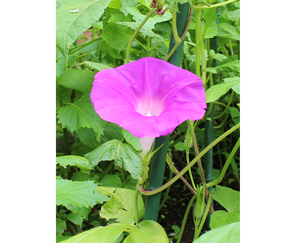 つたえよう My行動宣言 サステナビリティ キヤノンマーケティングジャパン株式会社 つたえよう My行動宣言 サステナビリティ キヤノンマーケティングジャパン株式会社