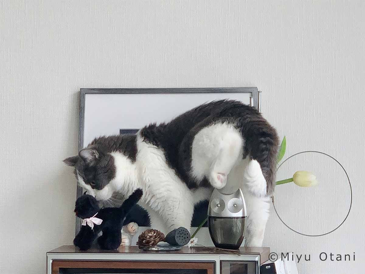 ネコは液体 ハチワレ猫 しらす との小粋な暮らし 後編 小谷実由さん 好きをかたちに Itoshino 個人のお客さま キヤノン