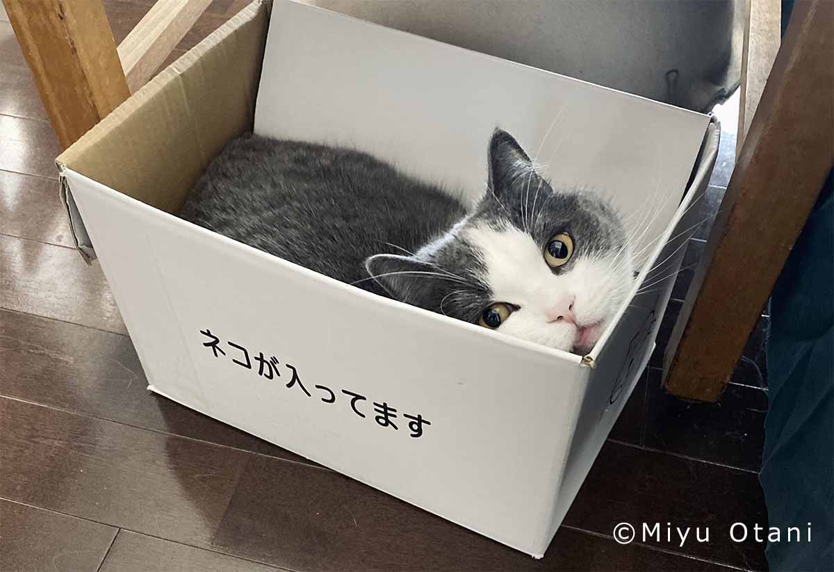 ネコは液体 ハチワレ猫 しらす との小粋な暮らし 後編 小谷実由さん 好きをかたちに Itoshino 個人のお客さま キヤノン
