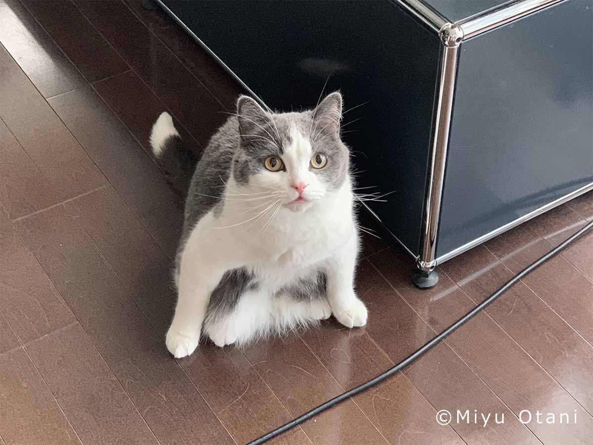 ネコは液体 ハチワレ猫 しらす との小粋な暮らし 後編 小谷実由さん 好きをかたちに Itoshino 個人のお客さま キヤノン ネコは液体 ハチワレ猫 しらす との小粋な暮らし 後編 小谷実由さん 好きをかたちに Itoshino 個人のお客さま キヤノン