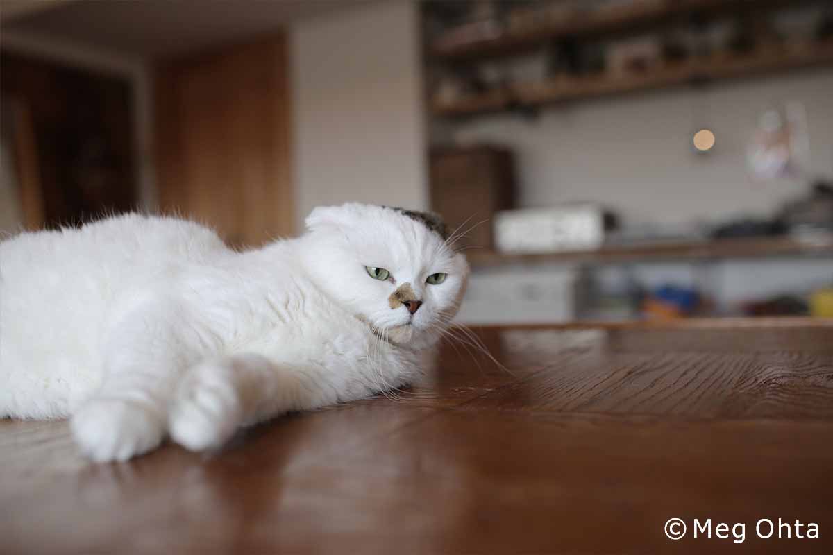 どこでも寝るのが可愛い！ 愛猫「コムタン」との共同生活（前編 