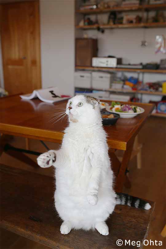 二本足で立つネコ 愛猫 コムタン との共同生活 後編 Cat S Issue主宰 太田メグさん 好きをかたちに Itoshino 個人のお客さま キヤノン 二本足で立つネコ 愛猫 コムタン との共同生活 後編 Cat S Issue主宰 太田メグさん 好きをかたちに Itoshino 個人のお客さま キヤノン