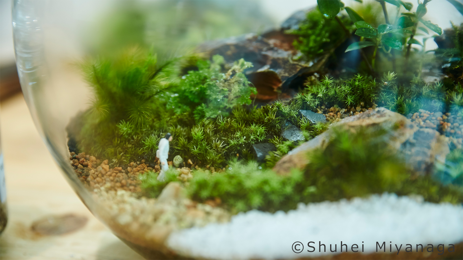 自宅で小さな森を愛でる 苔テラリウム の世界 川本毅さん 好きをかたちに Itoshino 個人のお客さま キヤノン