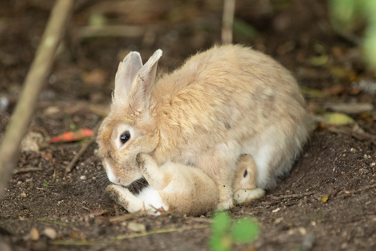 うさぎ島で暮らす うさぎたちの命のきらめきに魅入られて 好きをかたちに Itoshino 個人のお客さま キヤノン うさぎ島で暮らす うさぎたちの命のきらめきに魅入られて 好きをかたちに Itoshino 個人のお客さま キヤノン