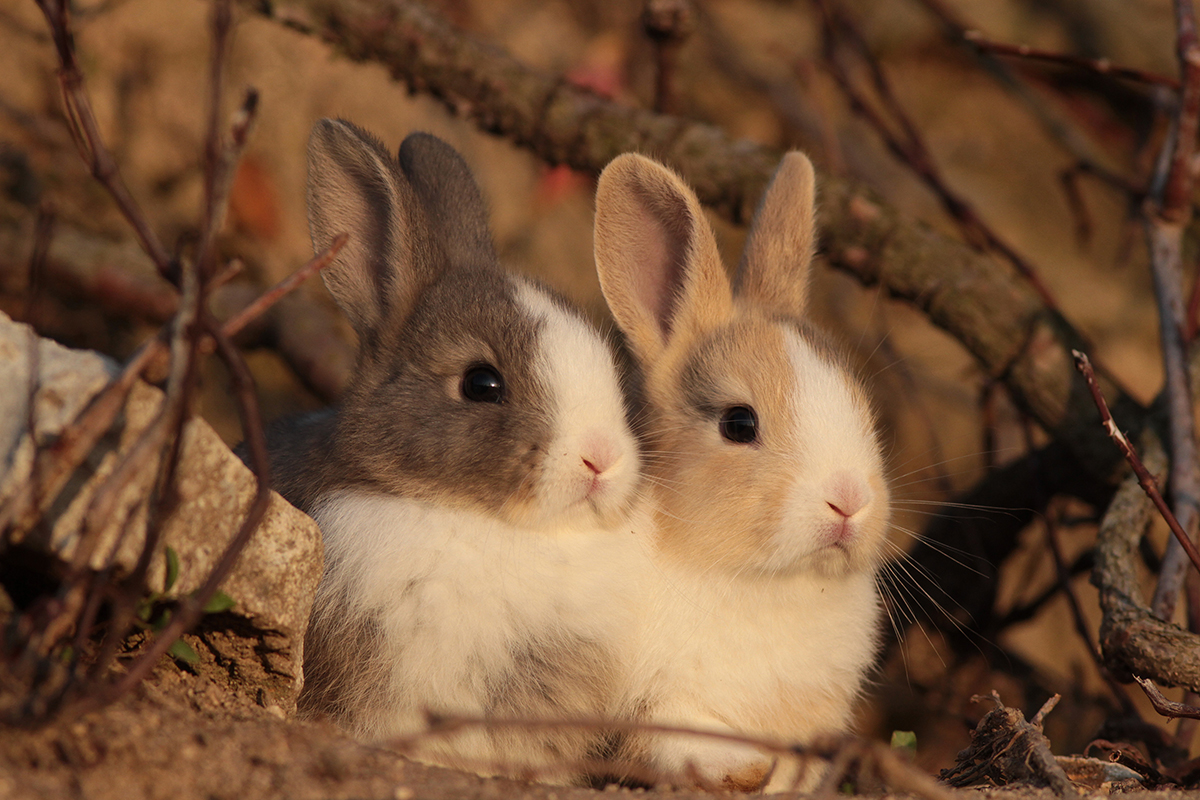うさぎ島で暮らす うさぎたちの命のきらめきに魅入られて 好きをかたちに Itoshino 個人のお客さま キヤノン うさぎ島で暮らす うさぎたちの命のきらめきに魅入られて 好きをかたちに Itoshino 個人のお客さま キヤノン