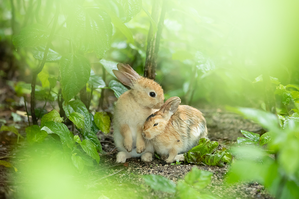 うさぎ島で暮らす うさぎたちの命のきらめきに魅入られて 好きをかたちに Itoshino 個人のお客さま キヤノン うさぎ島で暮らす うさぎたちの命のきらめきに魅入られて 好きをかたちに Itoshino 個人のお客さま キヤノン