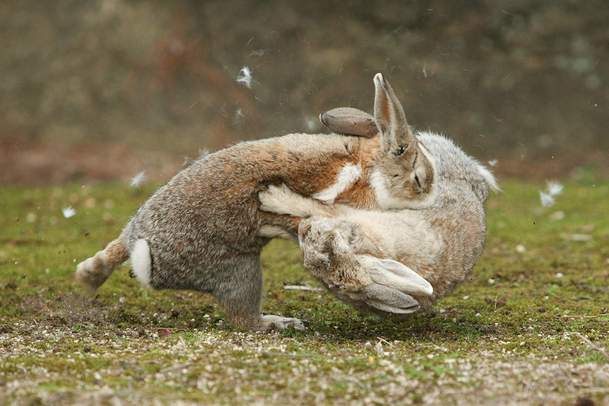 うさぎ島で暮らす うさぎたちの命のきらめきに魅入られて 好きをかたちに Itoshino 個人のお客さま キヤノン うさぎ島で暮らす うさぎたちの命のきらめきに魅入られて 好きをかたちに Itoshino 個人のお客さま キヤノン