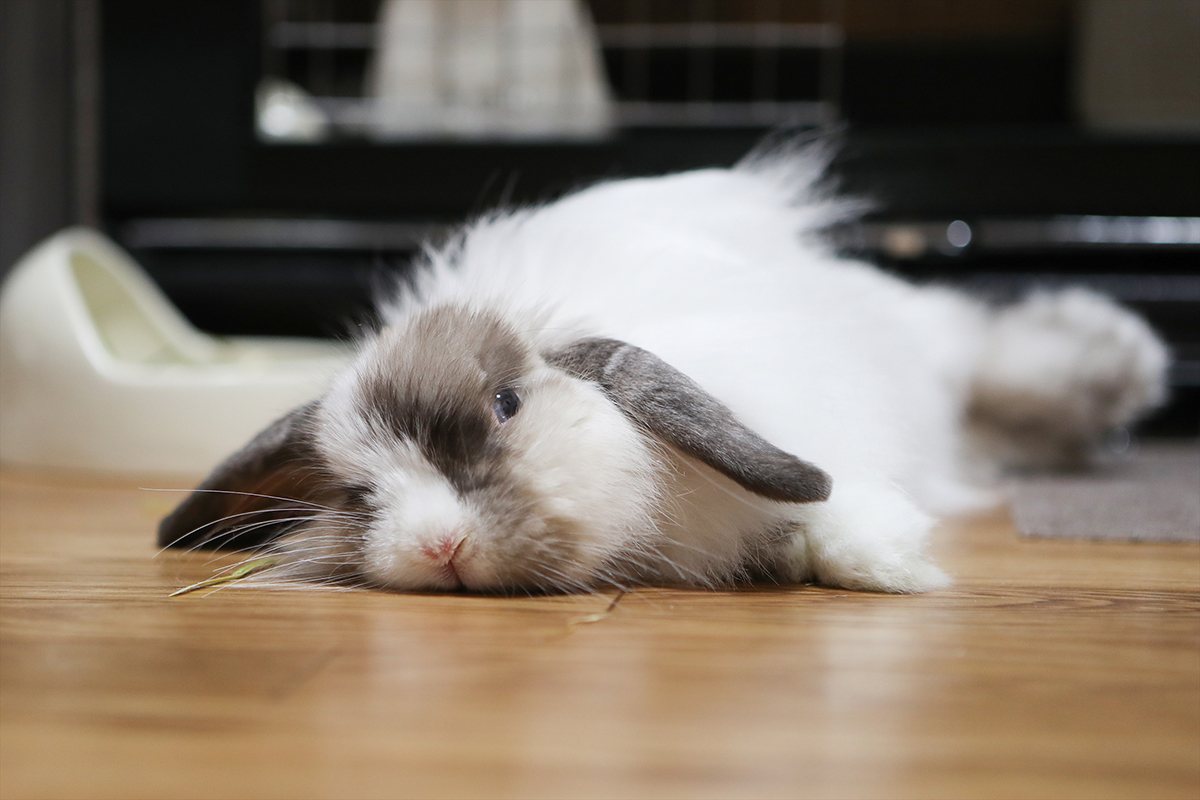 うさぎ島で暮らす うさぎたちの命のきらめきに魅入られて 好きをかたちに Itoshino 個人のお客さま キヤノン うさぎ島で暮らす うさぎたちの命のきらめきに魅入られて 好きをかたちに Itoshino 個人のお客さま キヤノン