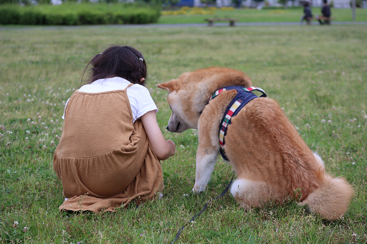柴犬の銀次郎は 我が家の愛され長男坊 銀兄ちゃんと津野田さんご一家 好きをかたちに Itoshino 個人のお客さま キヤノン 柴犬の銀次郎は 我が家の愛され長男坊 銀兄ちゃんと津野田さんご一家 好きをかたちに Itoshino 個人のお客さま キヤノン