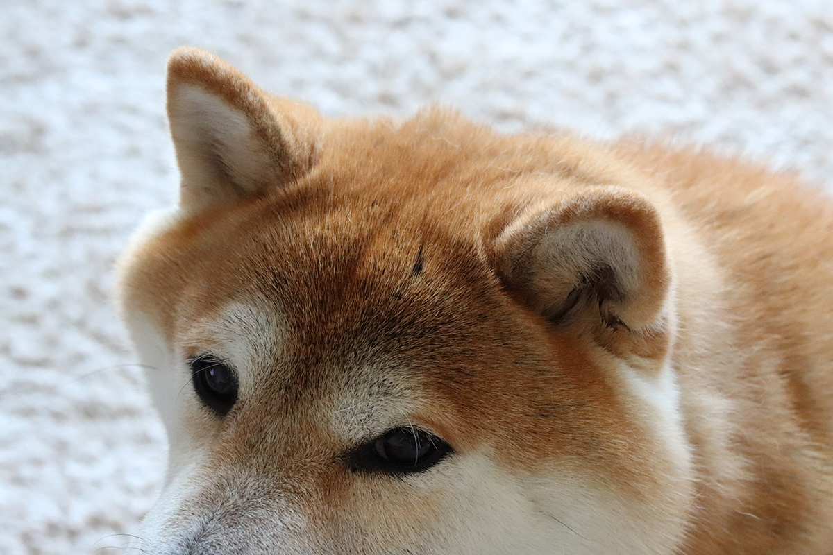 柴犬の銀次郎は 我が家の愛され長男坊 銀兄ちゃんと津野田さんご一家 好きをかたちに Itoshino 個人のお客さま キヤノン 柴犬の銀次郎は 我が家の愛され長男坊 銀兄ちゃんと津野田さんご一家 好きをかたちに Itoshino 個人のお客さま キヤノン