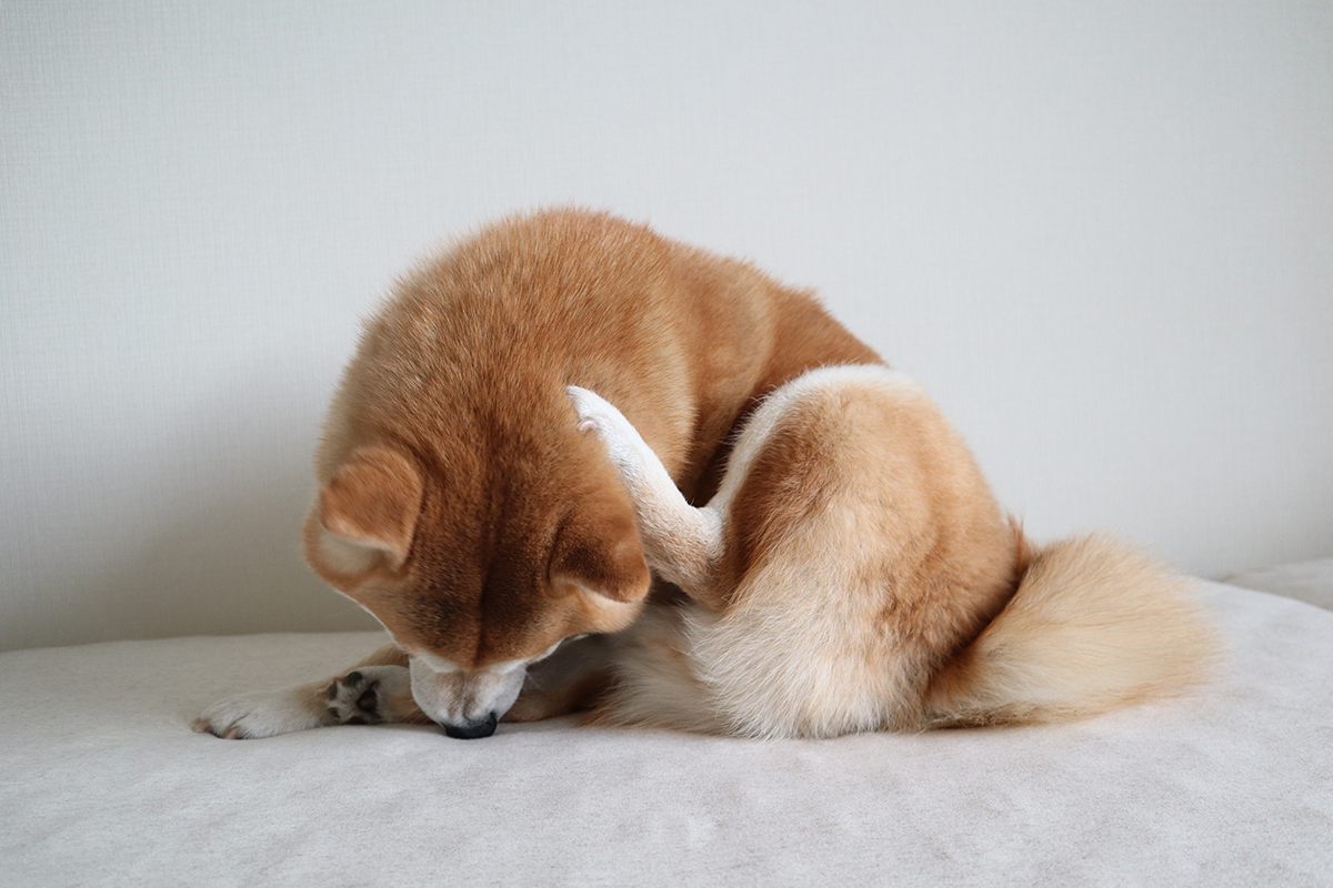 柴犬の銀次郎は 我が家の愛され長男坊 銀兄ちゃんと津野田さんご一家 好きをかたちに Itoshino 個人のお客さま キヤノン 柴犬の銀次郎は 我が家の愛され長男坊 銀兄ちゃんと津野田さんご一家 好きをかたちに Itoshino 個人のお客さま キヤノン