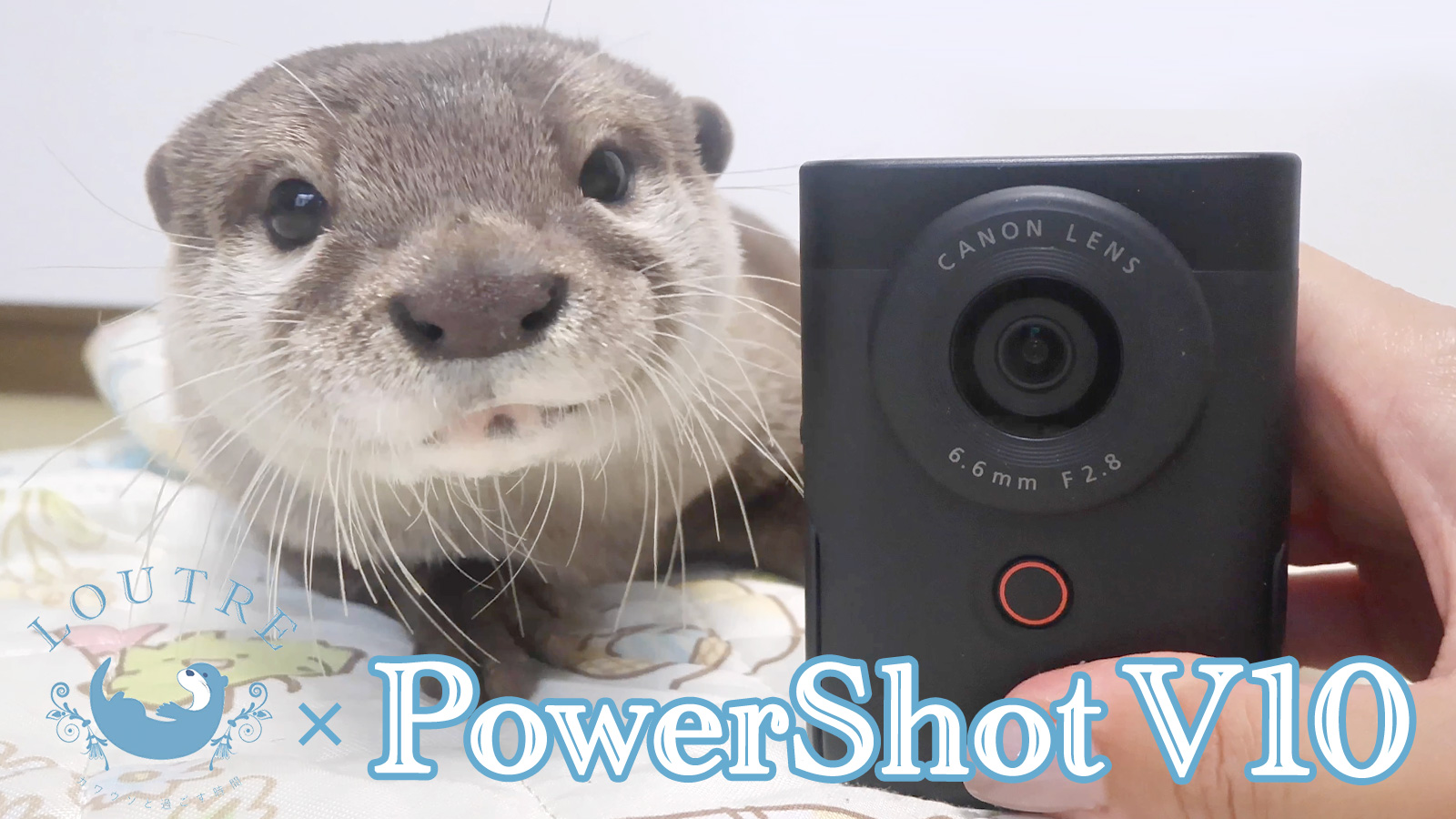 カワウソ × LOUTRE