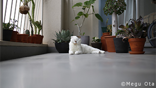 【今日も、猫】猫生を謳歌するコムタンの日々（後編）