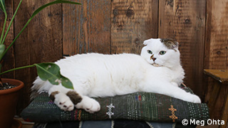 【今日も、猫】猫生を謳歌するコムタンの日々（前編）